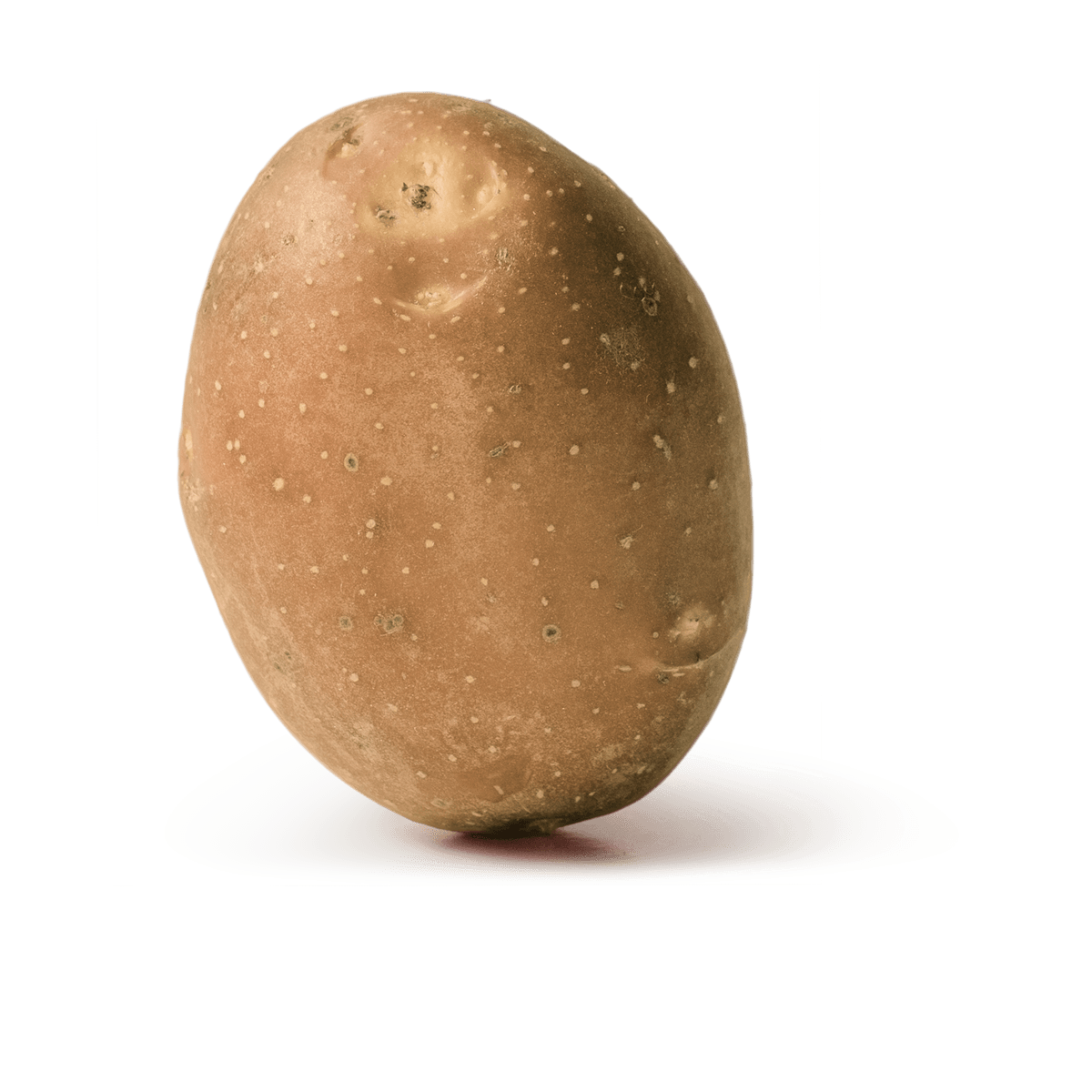 Festkochende Kartoffel