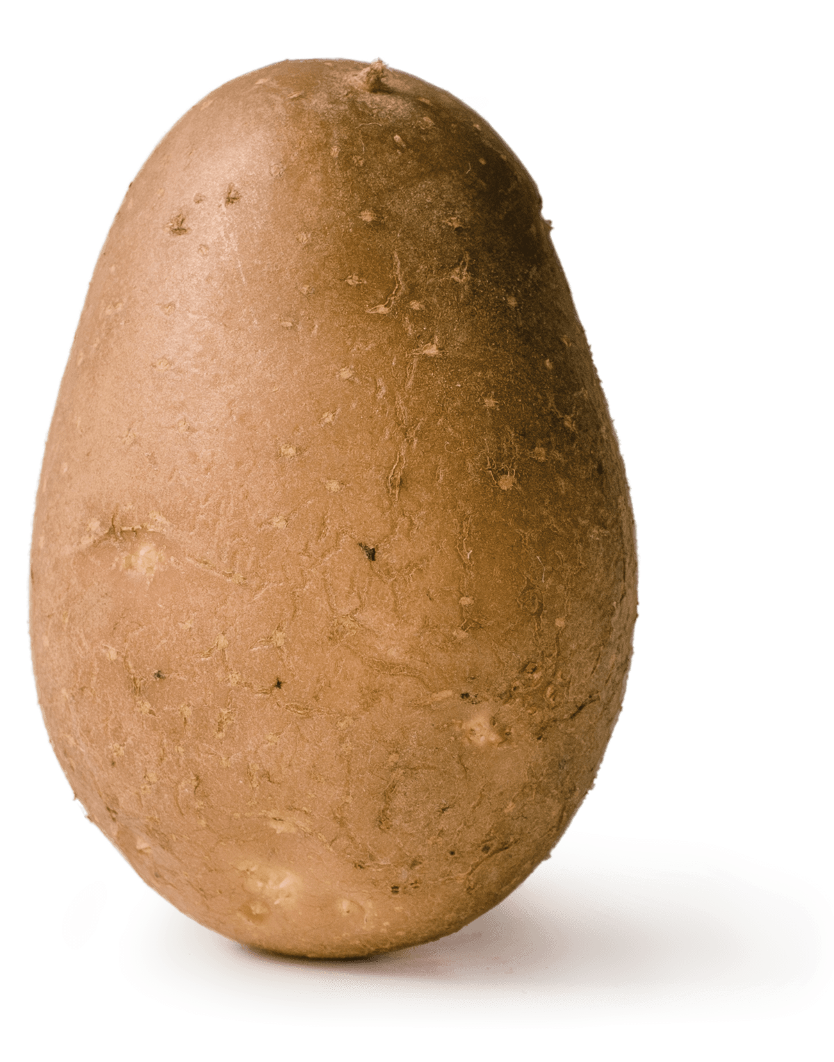 Vorwiegend festkochende Kartoffel